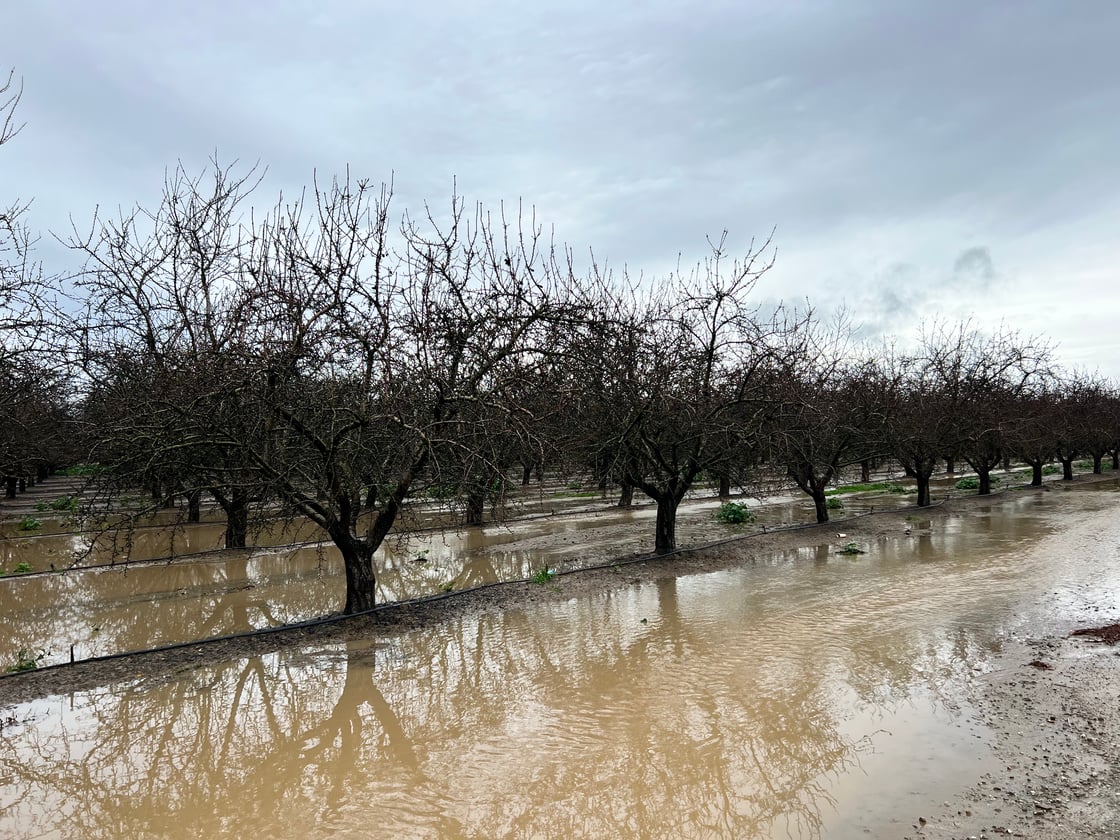 Flooded Orchard, Merced County